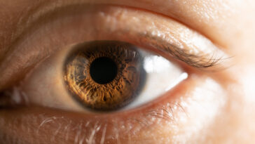 Greffes de cellules souches : une avancée prometteuse pour restaurer la vision