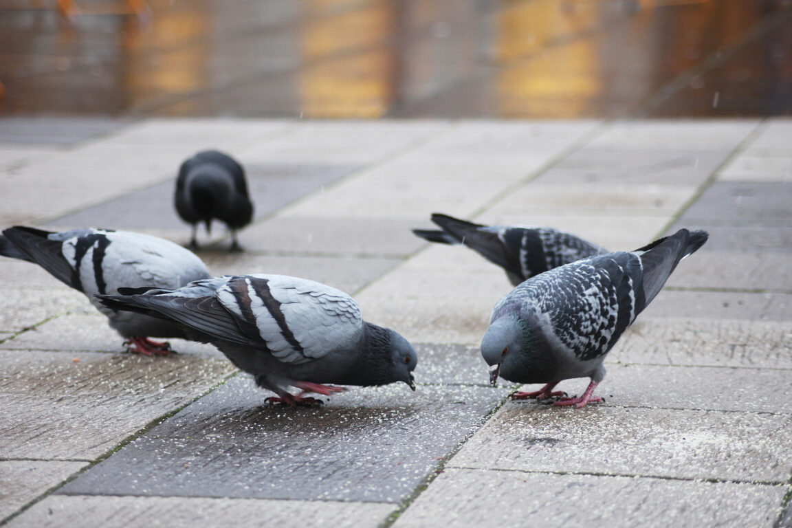 pigeons