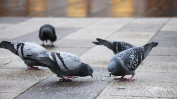 pigeons