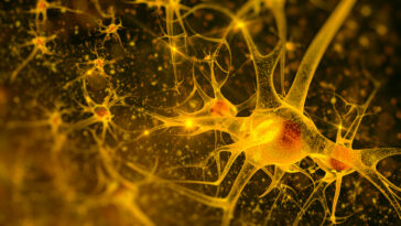 maladie de Huntington enzyme neurones