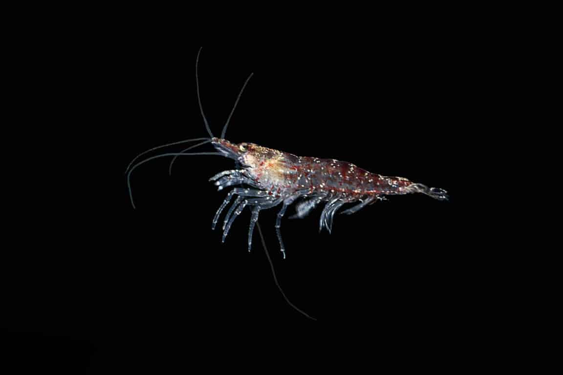 krill