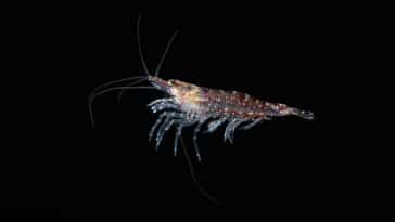 krill