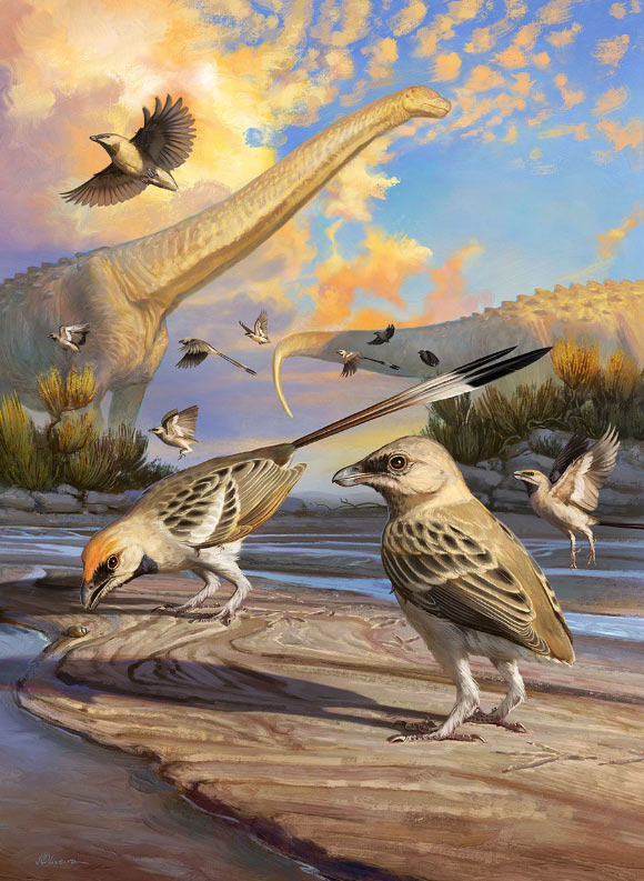 Le squelette fossilisé de Navaornis hestiae oiseaux