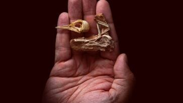 Le squelette fossilisé de Navaornis hestiae oiseau