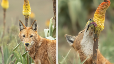 loup d'Abyssinie loup d'Éthiopie loups carnivores amateurs de nectar de fleurs