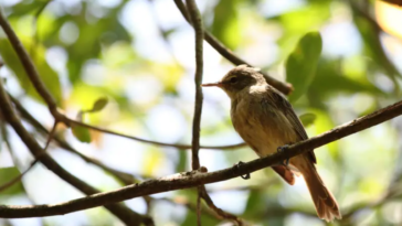 rousserolle des Seychelles fauvette des Seychelles (Acrocephalus sechellensis) oiseaux qui divorcent divorce animaux