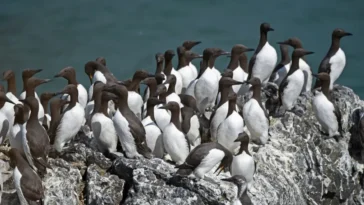 guillemots marmettes extinction
