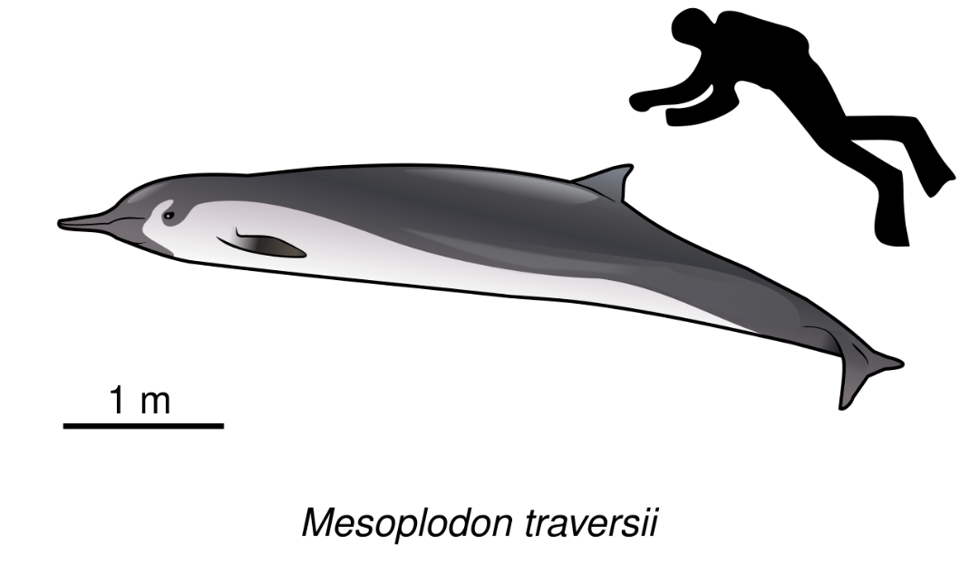 Dessin représentant approximativement la baleine femelle à bec de Travers découverte en 2012.
