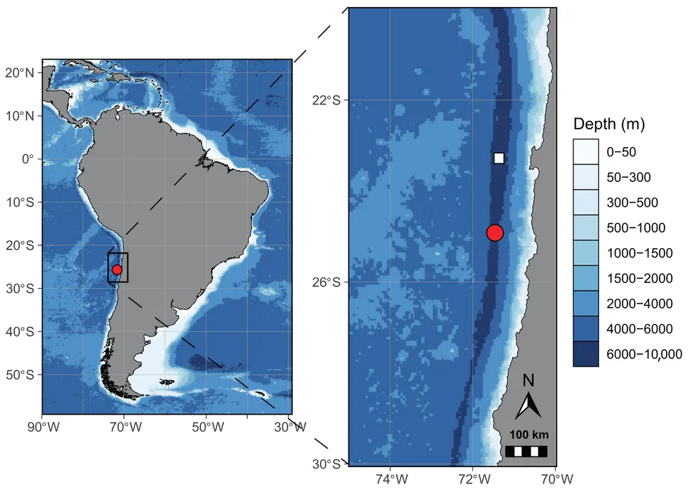 Le crustacé prédateur récemment découvert, Ducibella camanchaca