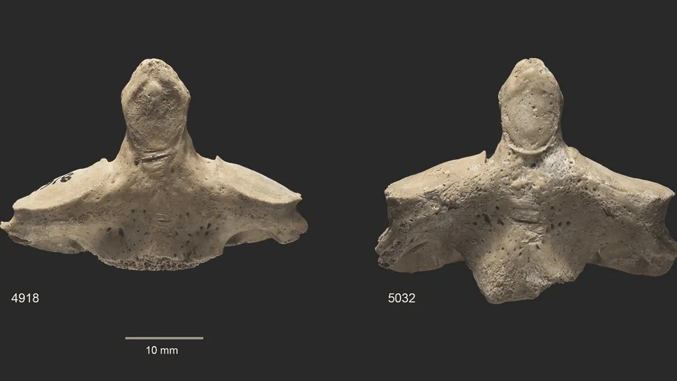 violence âge de bronze