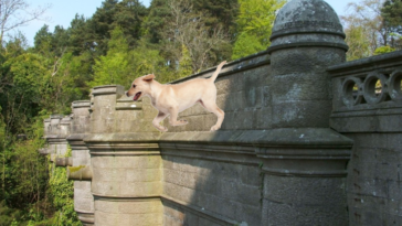 Overtoun Bridge Écosse pont suicides de chiens