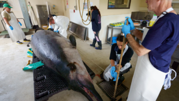 baleine à bec rare dissection