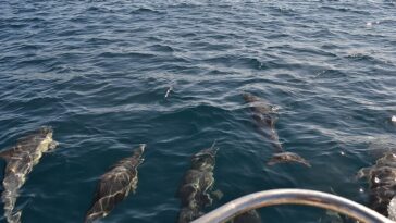 dauphins bateau