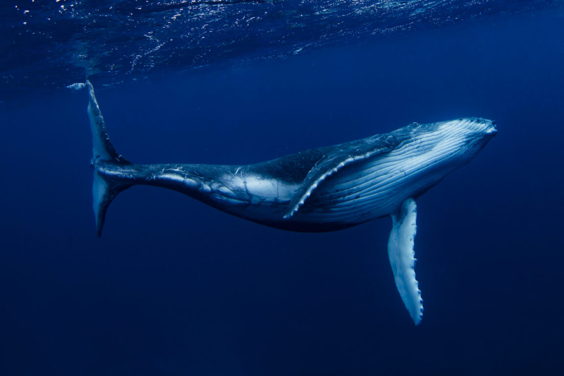 baleine