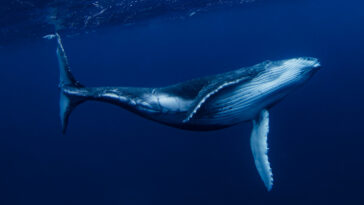baleine