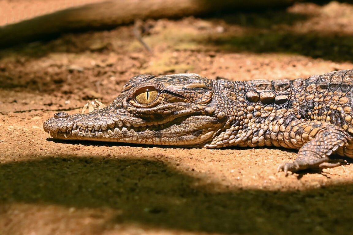 jeune crocodile vu à Madagascar