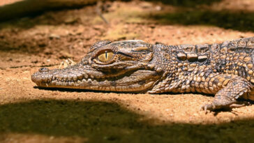 jeune crocodile vu à Madagascar