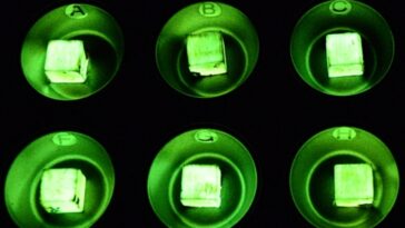 lumière bois champignon 2