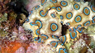 pieuvre cercles bleus