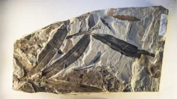 plante fossile d'Othniophyton elongatum