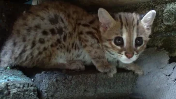 Prionailurus kurteni félin