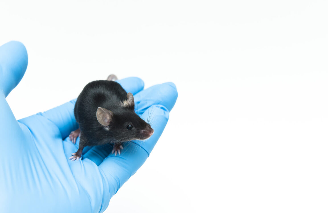 Souris C57BL/6 noire laboratoire