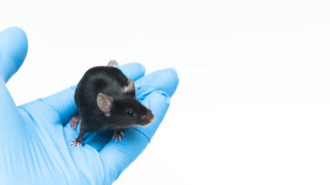 Souris C57BL/6 noire laboratoire