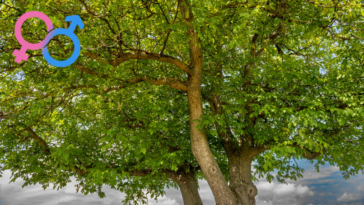 arbre noyer mâle femelle