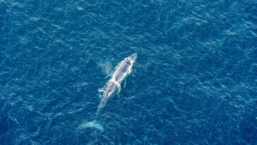 baleine bleue