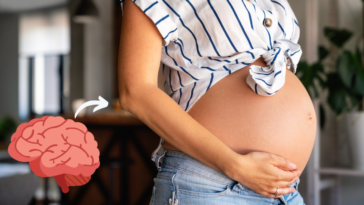maternité ventre femme enceinte grossesse cerveau matière grise