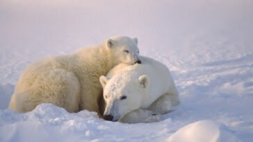 ours polaires ourson Arctique canadien