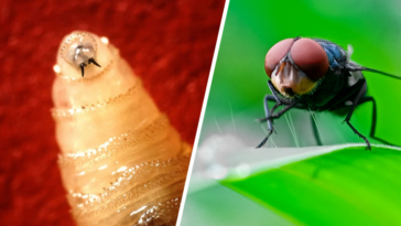 parasite larve lucilie bouchère (Cochliomyia hominivorax)