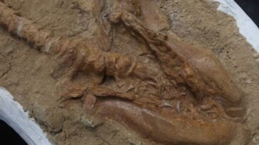 Cosmopolitodus hastalis, requin mako à grandes dents ou requin mako géant