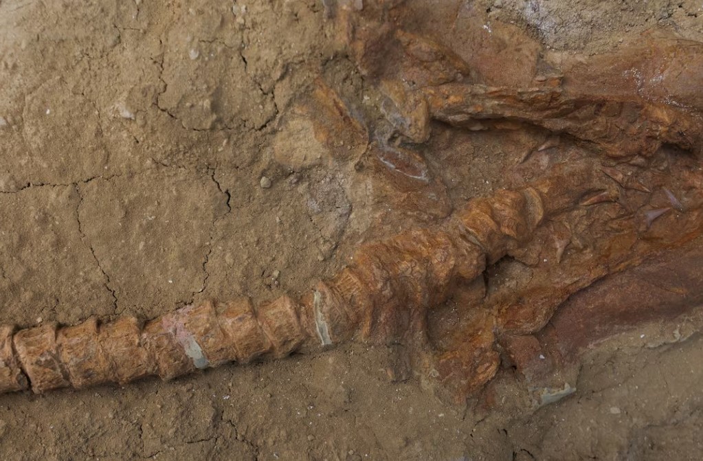 requin Cosmopolitodus Hastalis mako