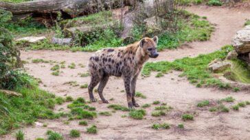 hyènes