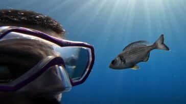 Maëlan Tomasek et l'un des poissons volontaires pour participer à l'expérience