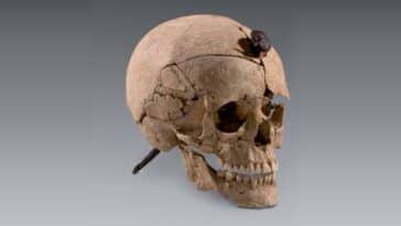 crâne cloué tête coupée