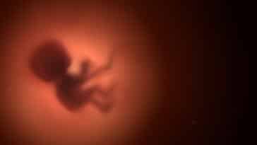 Une maladie mortelle des motoneurones traitée dans l'utérus