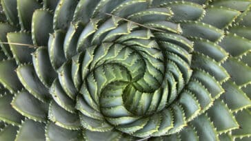 séquence de Fibonacci