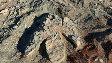 empreintes hadrosauridés