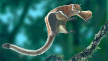 Illustration de l'écureuil volant Miopetaurista neogrivensis