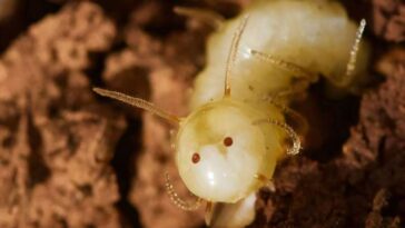 larve fausse termite