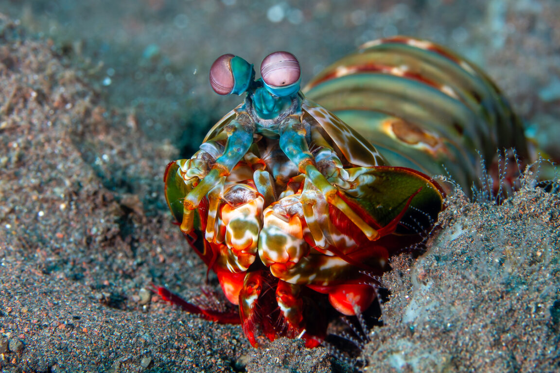 squille multicolore dite aussi crevette-mante paon (Odontodactylus scyllarus)