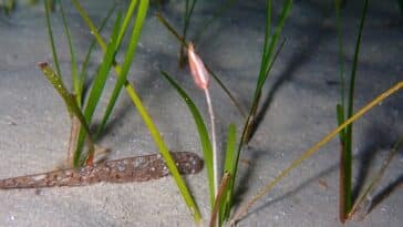 herbiers plante à fleurs