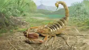 Jeholia longchengi scorpions