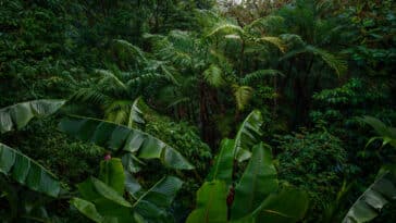 Sapiens forêts tropicales