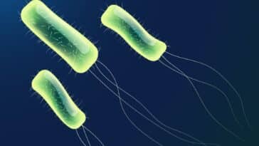 Helicobacter Pylori vie Mars