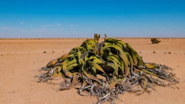 Welwitschia plante
