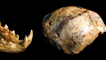 Paranthropus robustus