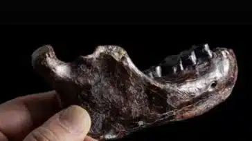 Dénisova Dénisoviens mâchoire